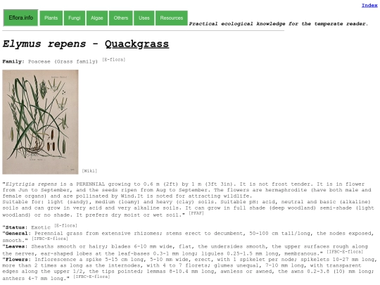 Elymus repens screenshot