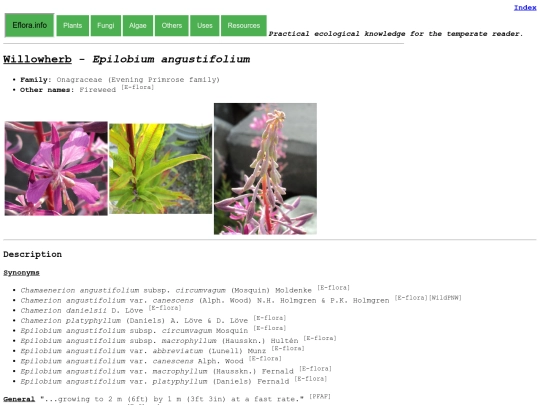 Epilobium angustifolium screenshot