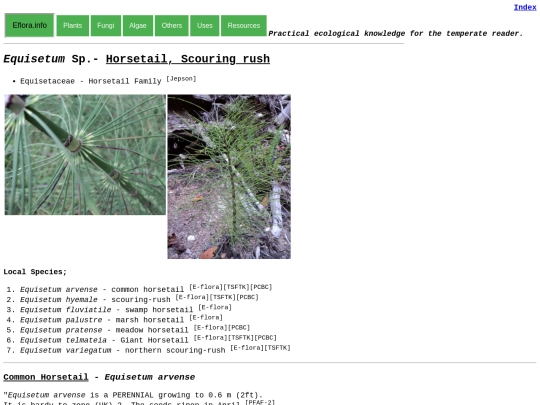 Equisetum Sp screenshot