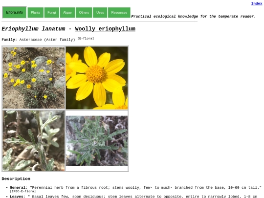 Eriophyllum lanatum screenshot