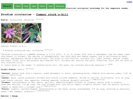 Erodium cicutarium screenshot