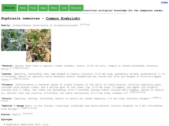 Euphrasia nemorosa screenshot