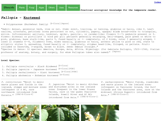 Fallopia Sp screenshot
