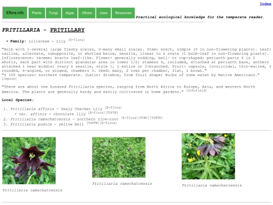 Fritillaria Sp screenshot