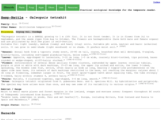 Galeopsis tetrahit screenshot