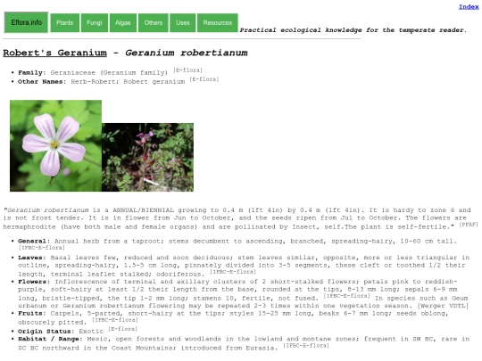 Geranium robertianum screenshot