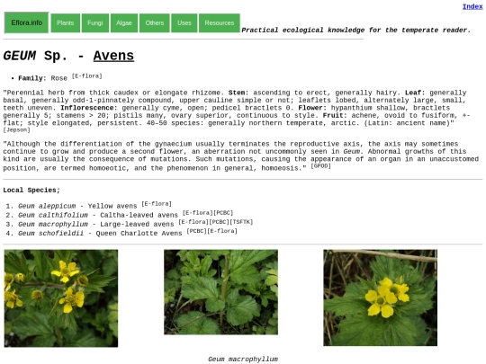 Geum Sp screenshot
