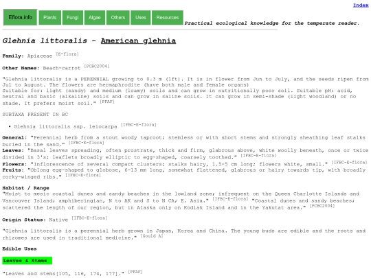 Glehnia littoralis screenshot