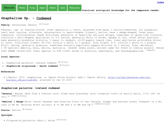 Gnaphalium Sp screenshot