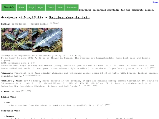 Goodyera oblongifolia screenshot