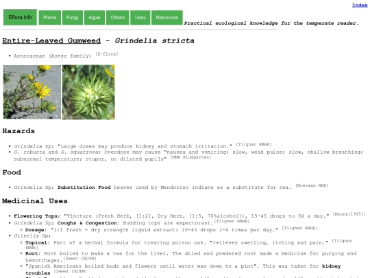 Grindelia stricta screenshot