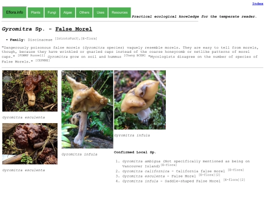 Gyromitra screenshot