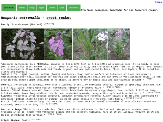 Hesperis matronalis screenshot