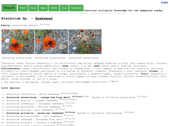 Hieracium Sp screenshot