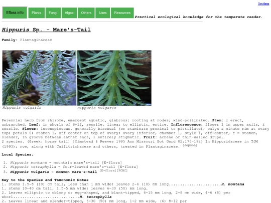Hippuris Sp screenshot