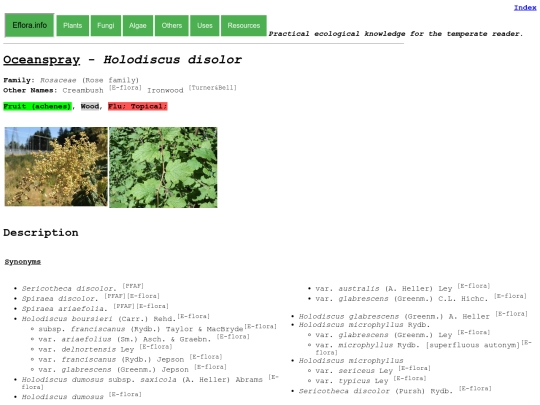Holodiscus disolor screenshot