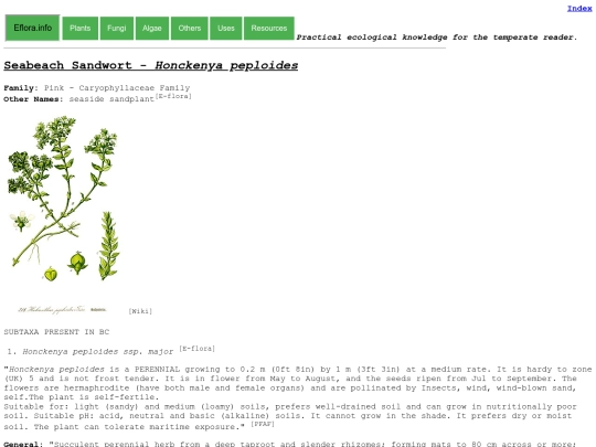 Honckenya peploides screenshot