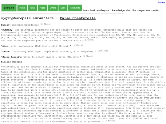 Hygrophoropsis aurantiaca screenshot