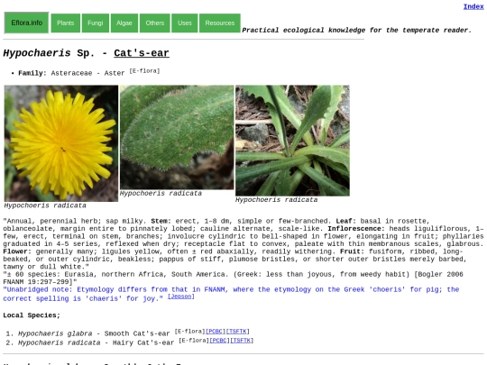 Hypochaeris Sp screenshot