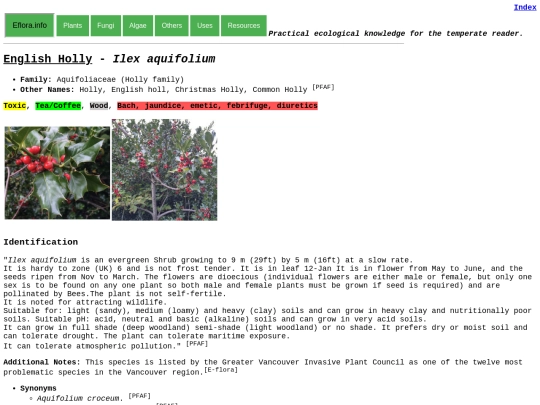 Ilex aquifolium screenshot