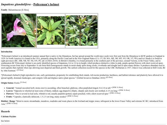 Impatiens glandulifera screenshot