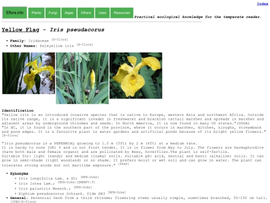 Iris pseudacorus screenshot