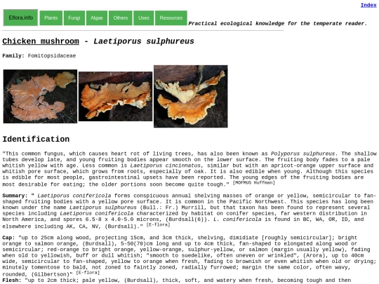 Laetiporus sulphureus screenshot