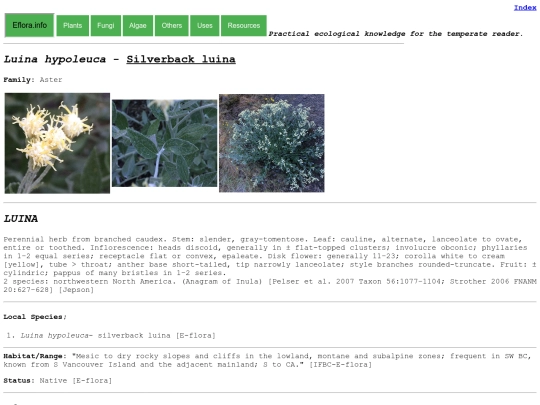 Luina hypoleuca screenshot