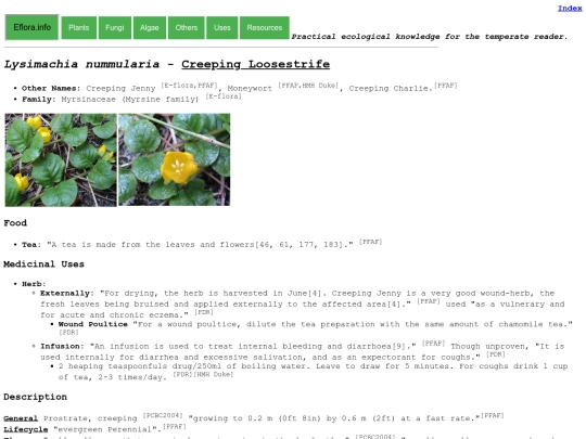 Lysimachia nummularia screenshot