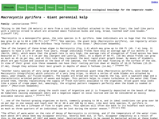 Macrocystis pyrifera screenshot