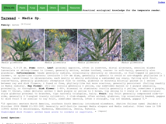 Madia Sp screenshot