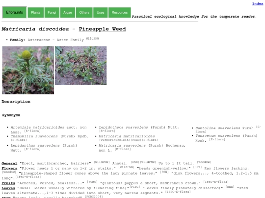 Matricaria discoidea screenshot