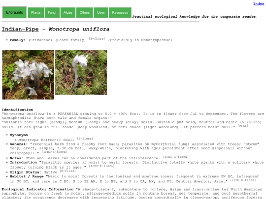 Monotropa uniflora screenshot