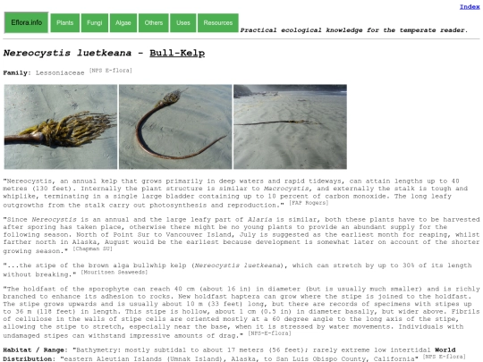 Nereocystis luetkeana screenshot