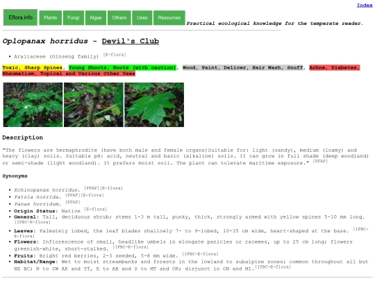 Oplopanax horridus screenshot