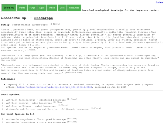 Orobanche Sp screenshot