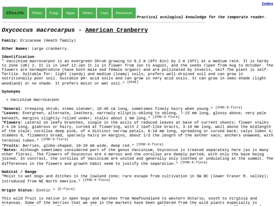 Oxycoccus macrocarpus screenshot