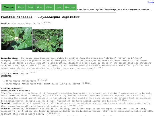 Physocarpus capitatus screenshot