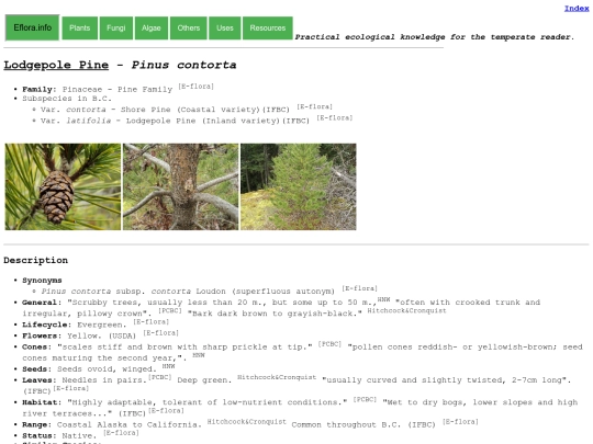 Pinus contorta screenshot