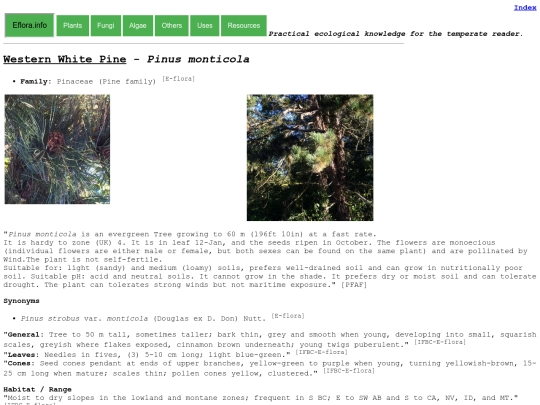 Pinus monticola screenshot