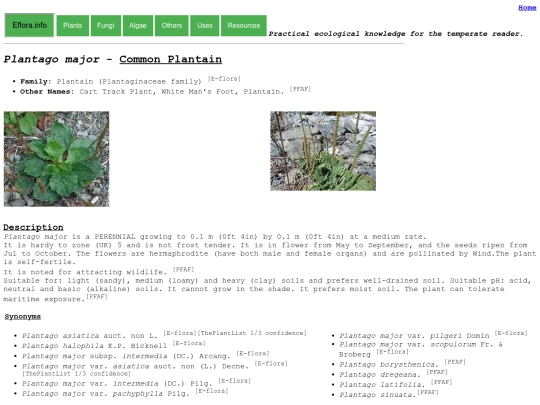 Plantago major screenshot