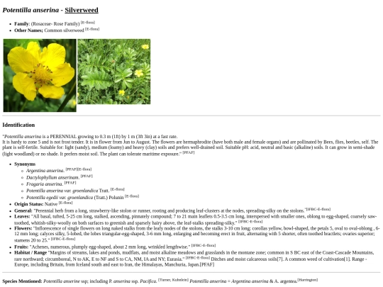 Potentilla anserina screenshot
