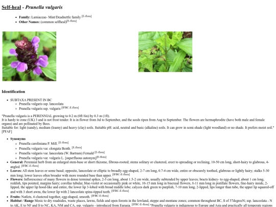 Prunella vulgaris screenshot