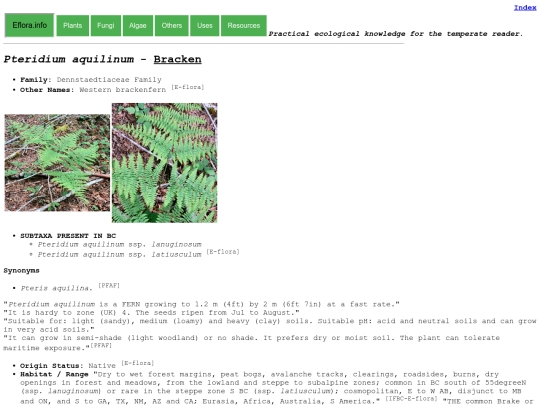Pteridium aquilinum screenshot