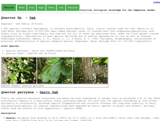 Quercus Sp screenshot