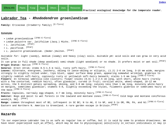 Rhododendron groenlandicum screenshot