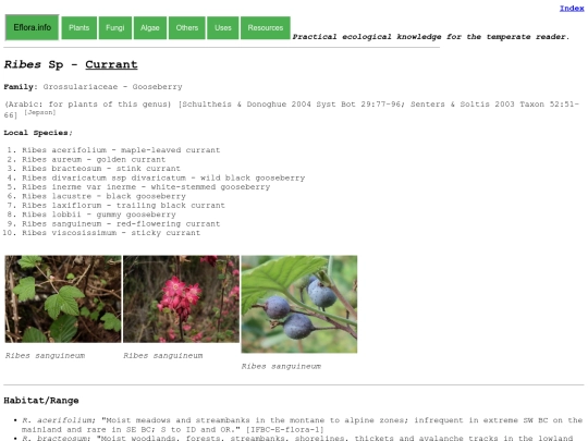 Ribes Sp screenshot