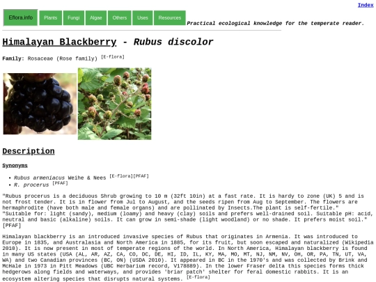 Rubus discolor screenshot