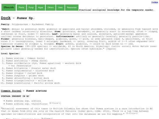 Rumex Sp screenshot