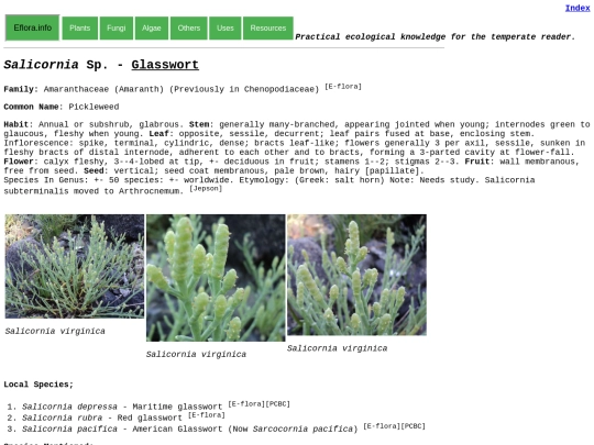 Salicornia Sp screenshot